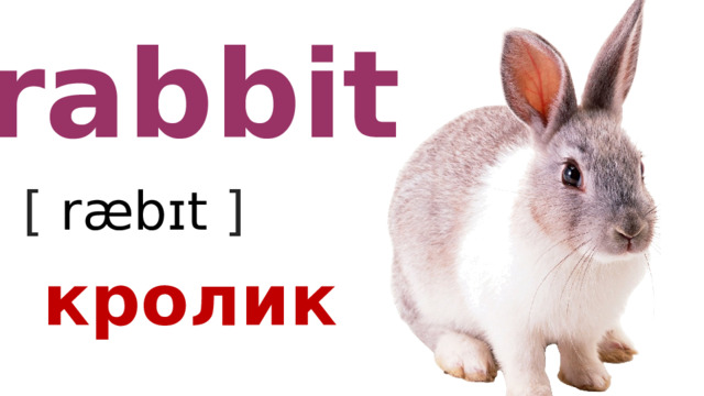 rabbit [ ræbɪt  ] кролик 