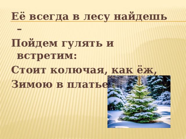 Её всегда в лесу найдешь – Пойдем гулять и встретим: Стоит колючая, как ёж, Зимою в платье летнем.  