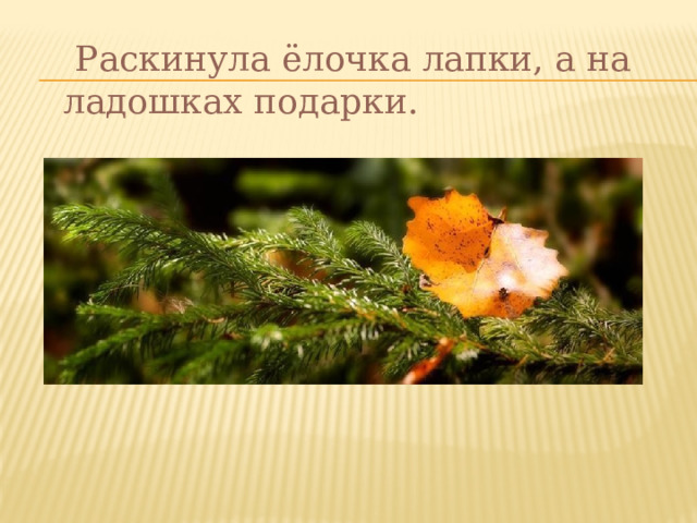  Раскинула ёлочка лапки, а на ладошках подарки. 