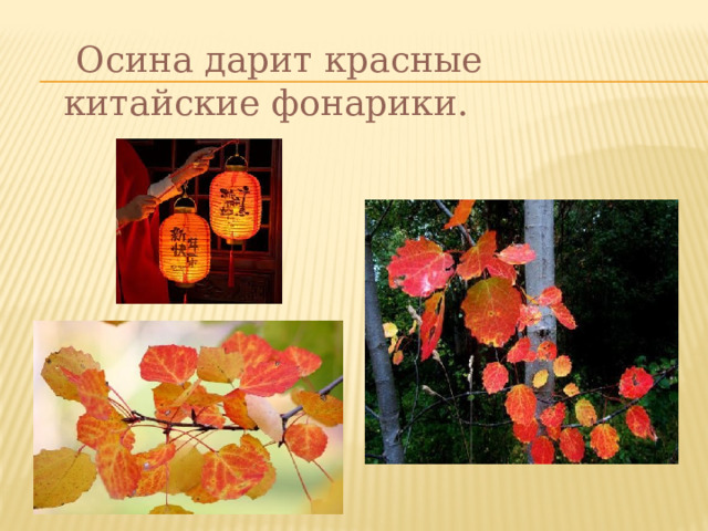  Осина дарит красные китайские фонарики. 