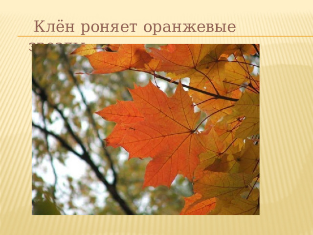  Клён роняет оранжевые звезды. 