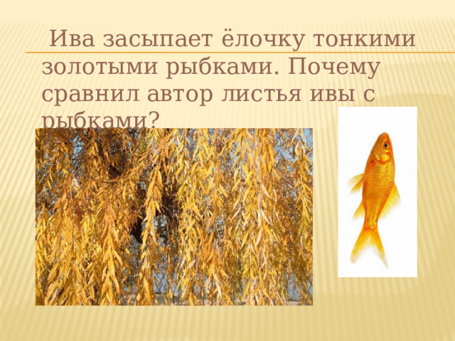  Ива засыпает ёлочку тонкими золотыми рыбками. Почему сравнил автор листья ивы с рыбками? 
