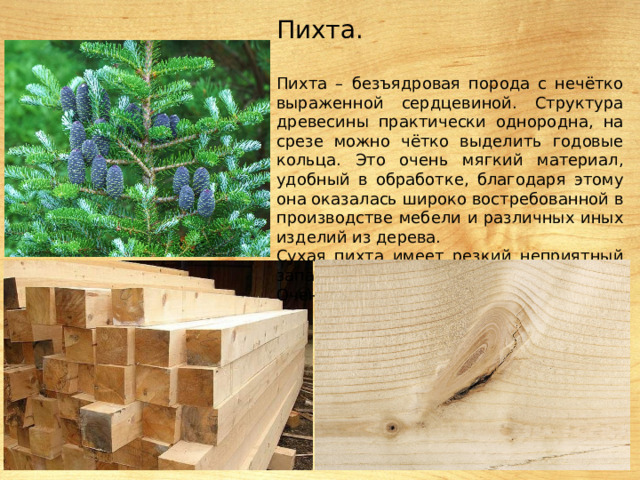 Пихта. Пихта – безъядровая порода с нечётко выраженной сердцевиной. Структура древесины практически однородна, на срезе можно чётко выделить годовые кольца. Это очень мягкий материал, удобный в обработке, благодаря этому она оказалась широко востребованной в производстве мебели и различных иных изделий из дерева. Сухая пихта имеет резкий неприятный запах. Очень много мелких сучков. 
