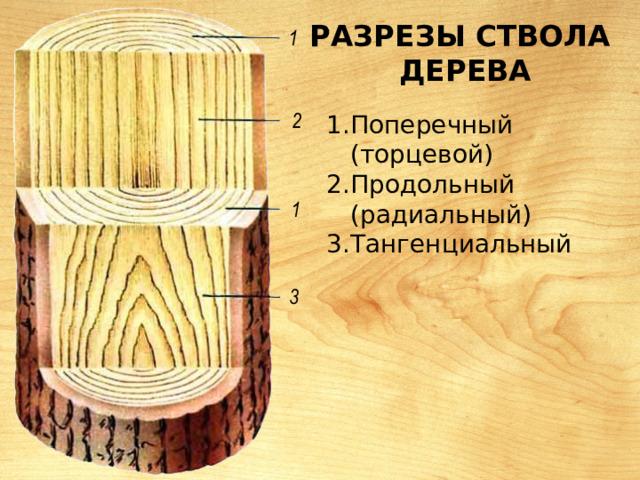 Разрезы ствола  дерева Поперечный (торцевой) Продольный (радиальный) Тангенциальный 