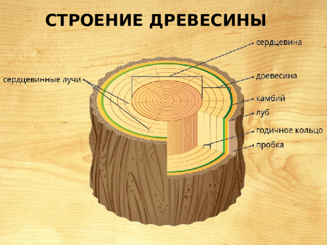 Строение древесины 