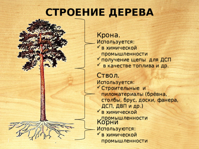 Строение дерева Крона. Используется: в химической промышленности получение щепы для ДСП  в качестве топлива и др. Ствол. Используется: Строительные и пиломатериалы (брёвна, столбы, брус, доски, фанера, ДСП, ДВП и др.) в химической промышленности Корни Используются: в химической промышленности 