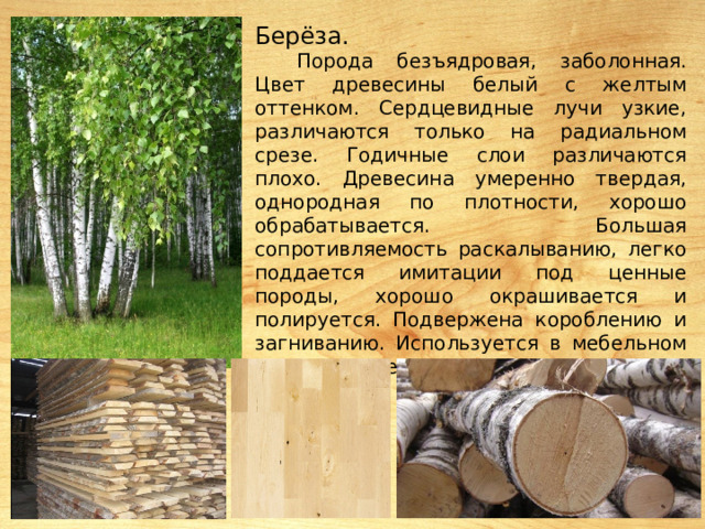 Берёза. Порода безъядровая, заболонная. Цвет древесины белый с желтым оттенком. Сердцевидные лучи узкие, различаются только на радиальном срезе. Годичные слои различаются плохо. Древесина умеренно твердая, однородная по плотности, хорошо обрабатывается. Большая сопротивляемость раскалыванию, легко поддается имитации под ценные породы, хорошо окрашивается и полируется. Подвержена короблению и загниванию. Используется в мебельном производстве. 