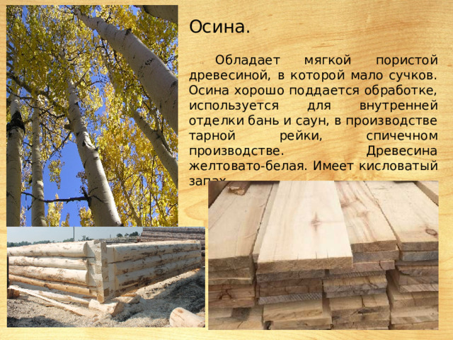 Осина. Обладает мягкой пористой древесиной, в которой мало сучков. Осина хорошо поддается обработке, используется для внутренней отделки бань и саун, в производстве тарной рейки, спичечном производстве. Древесина желтовато-белая. Имеет кисловатый запах. 