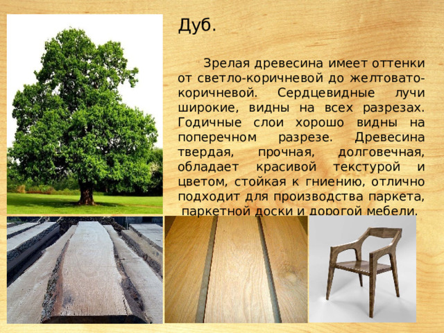 Дуб. Зрелая древесина имеет оттенки от светло-коричневой до желтовато-коричневой. Сердцевидные лучи широкие, видны на всех разрезах. Годичные слои хорошо видны на поперечном разрезе. Древесина твердая, прочная, долговечная, обладает красивой текстурой и цветом, стойкая к гниению, отлично подходит для производства паркета, паркетной доски и дорогой мебели. 