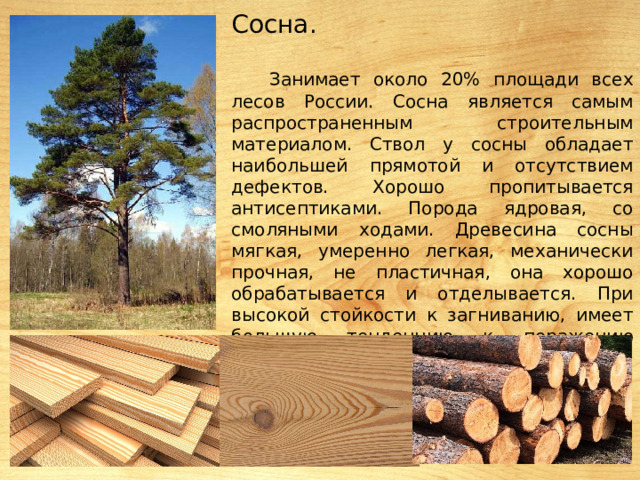 Сосна. Занимает около 20% площади всех лесов России. Сосна является самым распространенным строительным материалом. Ствол у сосны обладает наибольшей прямотой и отсутствием дефектов. Хорошо пропитывается антисептиками. Порода ядровая, со смоляными ходами. Древесина сосны мягкая, умеренно легкая, механически прочная, не пластичная, она хорошо обрабатывается и отделывается. При высокой стойкости к загниванию, имеет большую тенденцию к поражению грибком, приводящей к посинению древесины». 