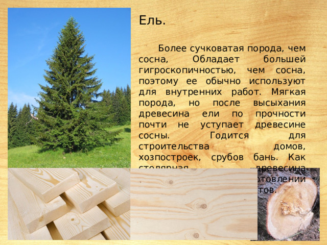 Ель. Более сучковатая порода, чем сосна, Обладает большей гигроскопичностью, чем сосна, поэтому ее обычно используют для внутренних работ. Мягкая порода, но после высыхания древесина ели по прочности почти не уступает древесине сосны. Годится для строительства домов, хозпостроек, срубов бань. Как столярная древесина используется при изготовлении музыкальных инструментов. 