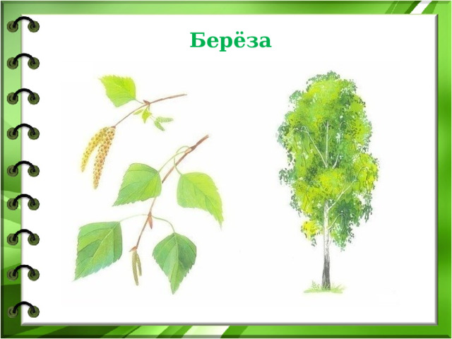 Берёза 
