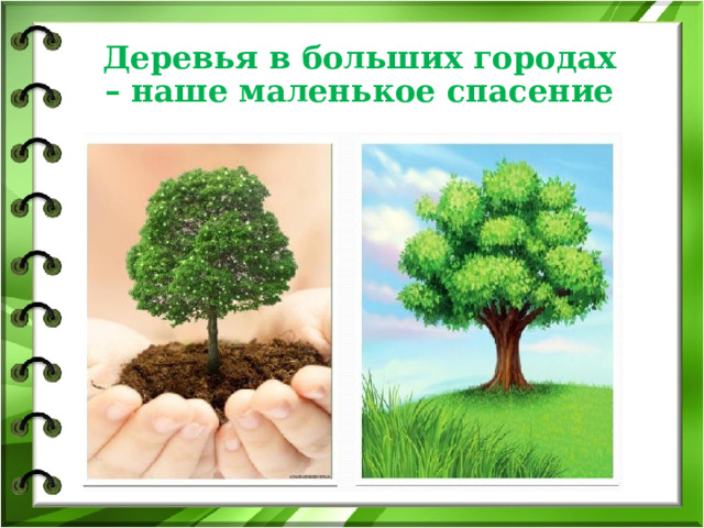 Деревья в больших городах – наше маленькое спасение 
