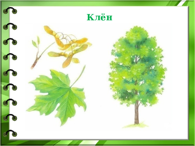 Клён 