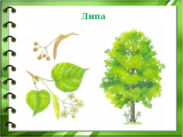 Липа 