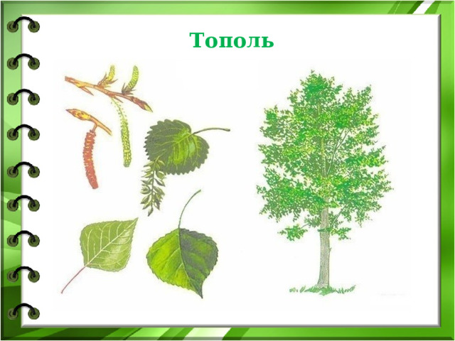 Тополь 