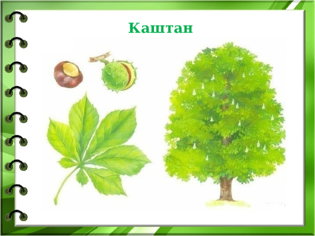 Каштан 