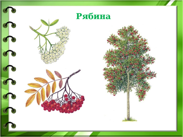 Рябина 
