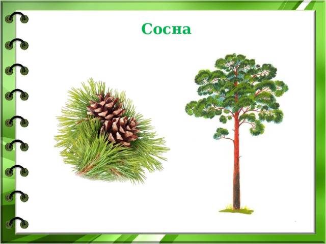 Сосна 