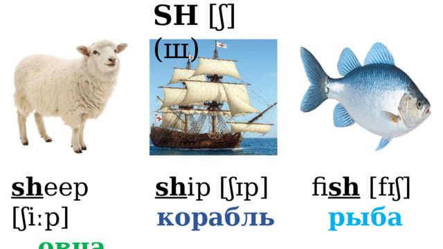 SH [ʃ] (ш) sh eep [ʃiːp] sh ip [ʃɪp] корабль fi sh [fɪʃ] рыба овца 
