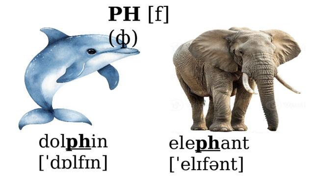 PH [f] (ф) dol ph in [ˈdɒlfɪn] дельфин ele ph ant [ˈelɪfənt] слон  