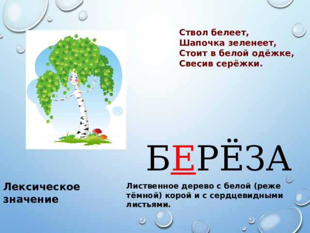 Ствол белеет, Шапочка зеленеет, Стоит в белой одёжке, Свесив серёжки. Б Е РЁЗА Лексическое значение Лиственное дерево с белой (реже тёмной) корой и с сердцевидными листьями.   