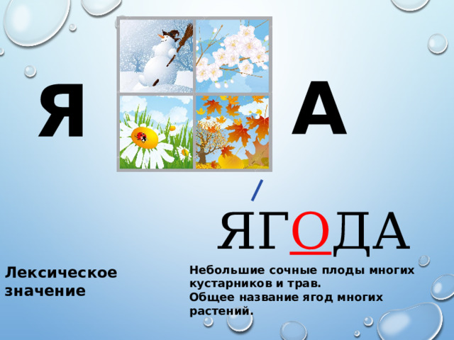 А Я ЯГ О ДА Лексическое значение Небольшие сочные плоды многих кустарников и трав. Общее название ягод многих растений. 