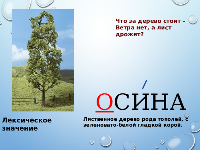 Что за дерево стоит –  Ветра нет, а лист дрожит? О СИНА Лексическое значение Лиственное дерево рода тополей, с зеленовато-белой гладкой корой. 