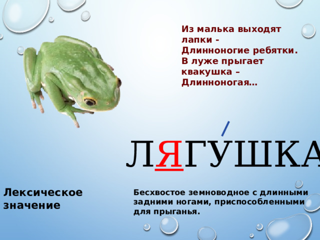 Из малька выходят лапки - Длинноногие ребятки. В луже прыгает квакушка – Длинноногая… Л Я ГУШКА Лексическое значение Бесхвостое земноводное с длинными задними ногами, приспособленными для прыганья. 