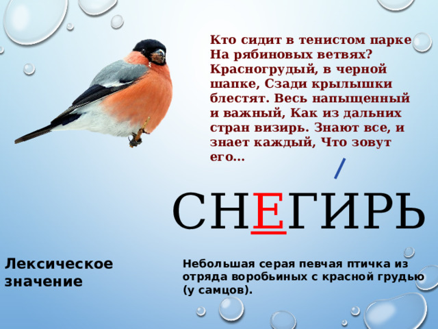 Кто сидит в тенистом парке На рябиновых ветвях? Красногрудый, в черной шапке, Сзади крылышки блестят. Весь напыщенный и важный, Как из дальних стран визирь. Знают все, и знает каждый, Что зовут его… СН Е ГИРЬ Лексическое значение Небольшая серая певчая птичка из отряда воробьиных с красной грудью (у самцов). 