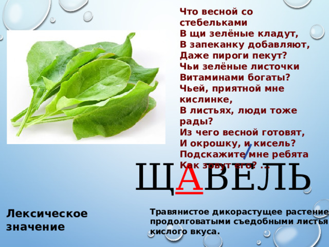 Что весной со стебельками В щи зелёные кладут, В запеканку добавляют, Даже пироги пекут? Чьи зелёные листочки Витаминами богаты? Чьей, приятной мне кислинке, В листьях, люди тоже рады? Из чего весной готовят, И окрошку, и кисель? Подскажите мне ребята Как зовут его? ... Щ А ВЕЛЬ Травянистое дикорастущее растение с продолговатыми съедобными листьями кислого вкуса. Лексическое значение 