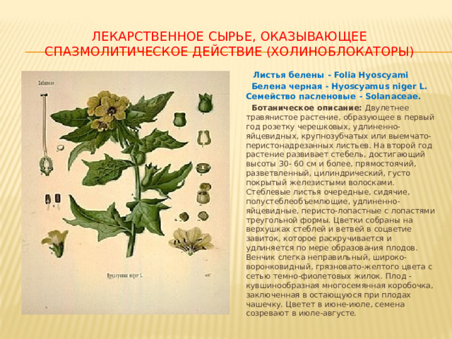 ЛЕКАРСТВЕННОЕ СЫРЬЕ, ОКАЗЫВАЮЩЕЕ СПАЗМОЛИТИЧЕСКОЕ ДЕЙСТВИЕ (ХОЛИНОБЛОКАТОРЫ)  Листья белены - Folia Hyoscyami  Белена черная - Hyoscyamus niger L. Семейство пасленовые - Solanaceae.   Ботаническое описание: Двулетнее травянистое растение, образующее в первый год розетку черешковых, удлиненно-яйцевидных, крупнозубчатых или выемчато-перистонадрезанных листьев. На второй год растение развивает стебель, достигающий высоты 30- 60 см и более, прямостоячий, разветвленный, цилиндрический, густо покрытый железистыми волосками. Стеблевые листья очередные, сидячие, полустеблеобъемлющие, удлиненно-яйцевидные, перисто-лопастные с лопастями треугольной формы. Цветки собраны на верхушках стеблей и ветвей в соцветие завиток, которое раскручивается и удлиняется по мере образования плодов. Венчик слегка неправильный, широко-воронковидный, грязновато-желтого цвета с сетью темно-фиолетовых жилок. Плод - кувшинообразная многосемянная коробочка, заключенная в остающуюся при плодах чашечку. Цветет в июне-июле, семена созревают в июле-августе. 