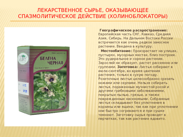 ЛЕКАРСТВЕННОЕ СЫРЬЕ, ОКАЗЫВАЮЩЕЕ СПАЗМОЛИТИЧЕСКОЕ ДЕЙСТВИЕ (ХОЛИНОБЛОКАТОРЫ)  Географическое распространение: Европейская часть СНГ, Кавказ, Средняя Азия, Сибирь. На Дальнем Востоке России встречается как очень редкое заносное растение. Введена в культуру.  Местообитание: Произрастает на улицах, пустырях, мусорных местах, близ построек. Это рудеральное и сорное растение. Зарослей не образует, растет рассеянно или группами. Заготовка: Листья собирают в июле-сентябре, во время цветения растения, только в сухую погоду. Розеточные листья целесообразно срезать ножами или серпами. Нельзя собирать листья, пораженные мучнистой росой и другими грибковыми заболеваниями, покрытые пылью, грязью, а также поврежденные насекомыми. Собранные листья складывают без уплотнения в корзины или ящики, так как при уплотнении они быстро согреваются и при сушке темнеют. Заготовку сырья проводят в перчатках, так как растение ядовито. 