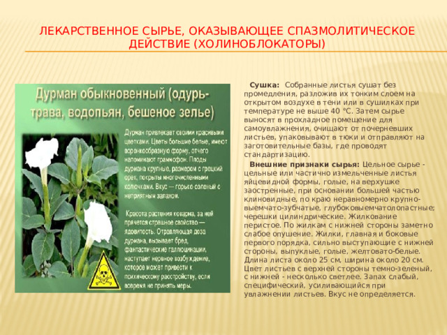 ЛЕКАРСТВЕННОЕ СЫРЬЕ, ОКАЗЫВАЮЩЕЕ СПАЗМОЛИТИЧЕСКОЕ ДЕЙСТВИЕ (ХОЛИНОБЛОКАТОРЫ)  Сушка: Собранные листья сушат без промедления, разложив их тонким слоем на открытом воздухе в тени или в сушилках при температуре не выше 40 °С. Затем сырье выносят в прохладное помещение для самоувлажнения, очищают от почерневших листьев, упаковывают в тюки и отправляют на заготовительные базы, где проводят стандартизацию.  Внешние признаки сырья: Цельное сырье - цельные или частично измельченные листья яйцевидной формы, голые, на верхушке заостренные, при основании большей частью клиновидные, по краю неравномерно крупно-выемчато-зубчатые, глубоковыемчатолопастные; черешки цилиндрические. Жилкование перистое. По жилкам с нижней стороны заметно слабое опушение. Жилки, главная и боковые первого порядка, сильно выступающие с нижней стороны, выпуклые, голые, желтовато-белые. Длина листа около 25 см, ширина около 20 см. Цвет листьев с верхней стороны темно-зеленый, с нижней - несколько светлее. Запах слабый, специфический, усиливающийся при увлажнении листьев. Вкус не определяется. 