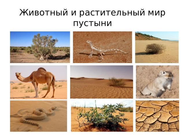 Животный и растительный мир пустыни 