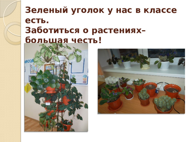 Зеленый уголок у нас в классе есть.  Заботиться о растениях– большая честь! 