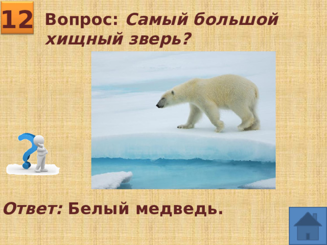 12 Вопрос: Самый большой хищный зверь?   Ответ: Белый медведь. 
