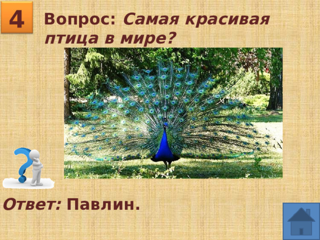 4 Вопрос: Самая красивая птица в мире?   Ответ: Павлин. 