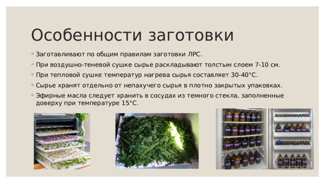 Особенности заготовки Заготавливают по общим правилам заготовки ЛРС. При воздушно-теневой сушке сырье раскладывают толстым слоем 7-10 см. При тепловой сушке температур нагрева сырья составляет 30-40°C. Сырье хранят отдельно от непахучего сырья в плотно закрытых упаковках. Эфирные масла следует хранить в сосудах из темного стекла, заполненные доверху при температуре 15°С. 