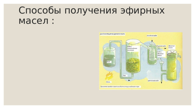 Способы получения эфирных масел : 
