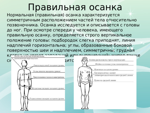 Правильная осанка Нормальная (правильная) осанка характеризуется симметричным расположением частей тела относительно позвоночника. Осанка исследуется и описывается с головы до ног. При осмотре спереди у человека, имеющего правильную осанку, определяется строго вертикальное положение головы: подбородок слегка приподнят, линия надплечий горизонтальна; углы, образованные боковой поверхностью шеи и надплечием, симметричны; грудная клетка не имеет западаний или выпячиваний; живот также симметричен; пупок находится на средней линии. 