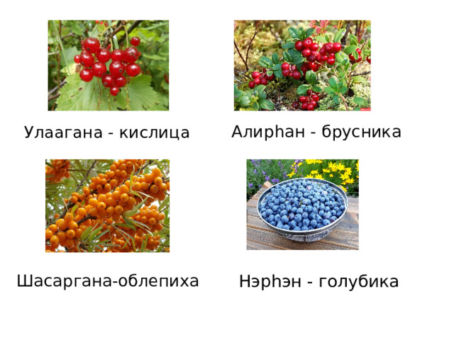 Алирһан - брусника Улаагана - кислица Шасаргана-облепиха Нэрһэн - голубика 