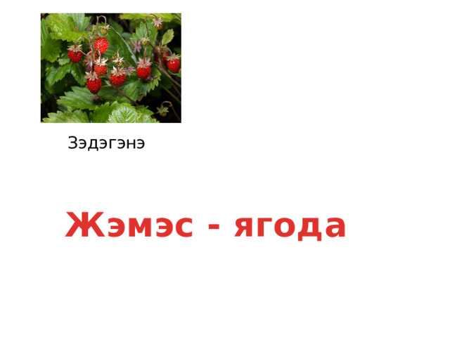 Зэдэгэнэ Жэмэс - ягода 