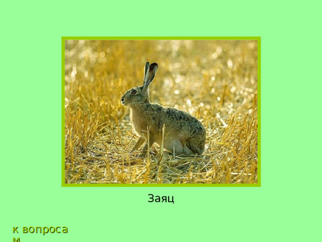 Заяц к вопросам 