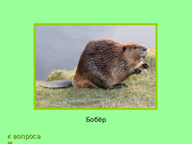Бобёр к вопросам 
