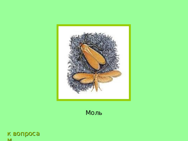 Моль к вопросам 