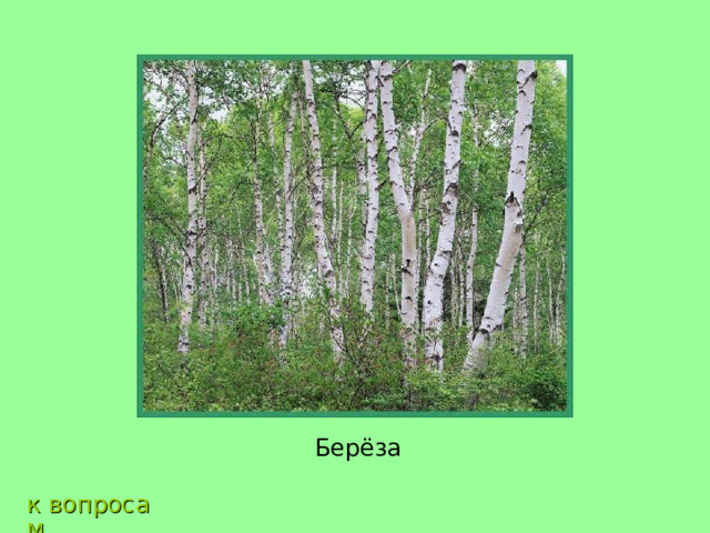 Берёза к вопросам 