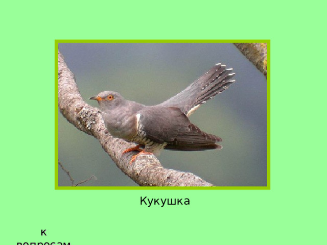 Кукушка к вопросам 