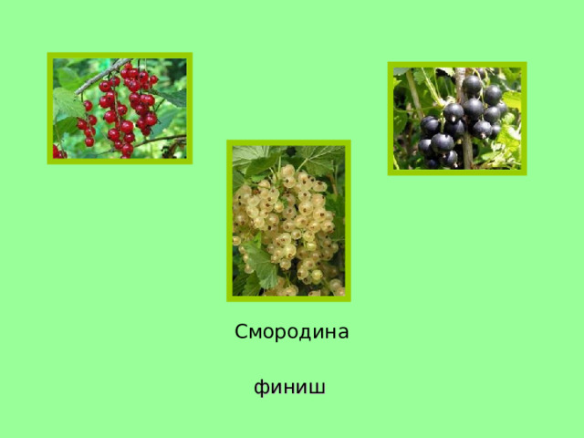 Смородина финиш 