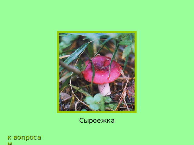 Сыроежка к вопросам 